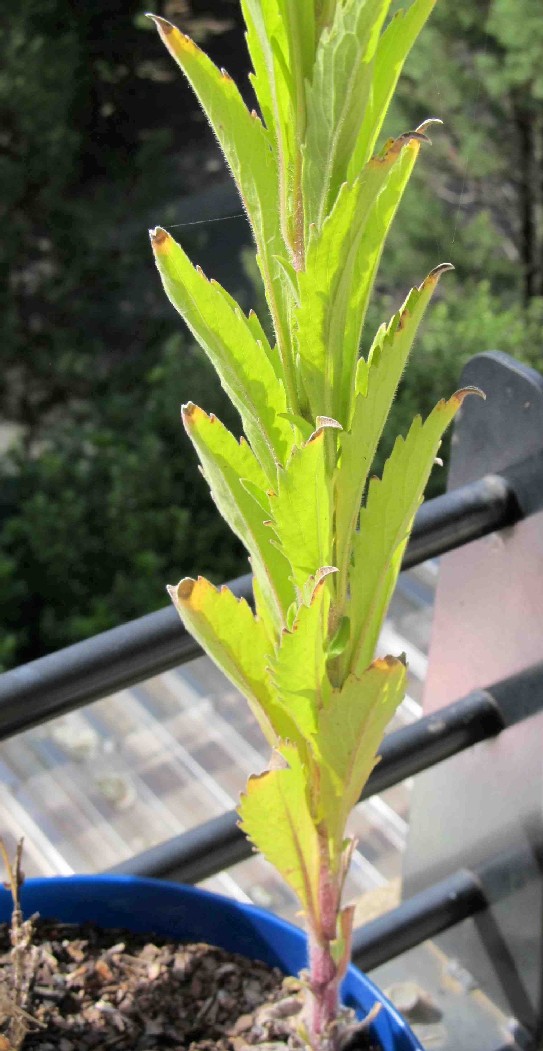 Erbacea australiana:  cfr.  Conyza (=Erigeron) sumatrensis